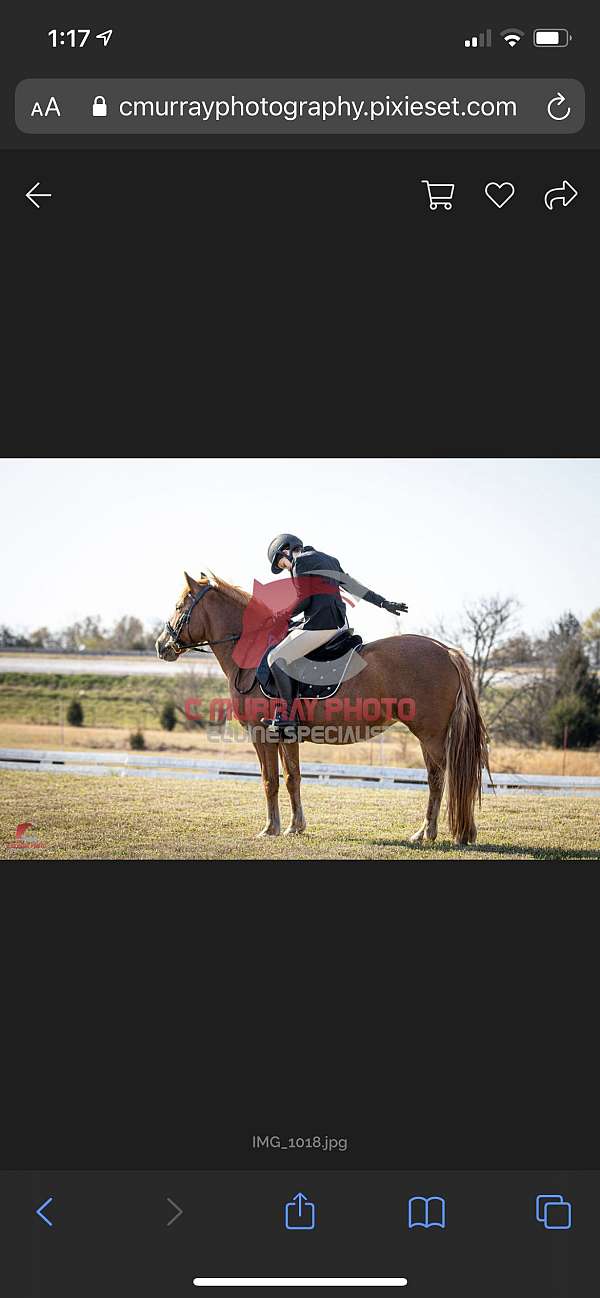 chestnut-athletic-pony