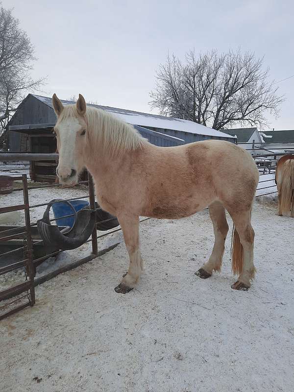 blue-roan-belgian-mare-foal