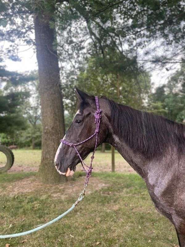 blue-roan-white-horse