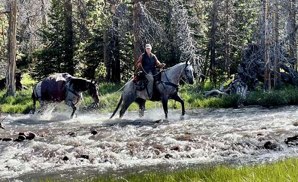 grey-horse-quarter