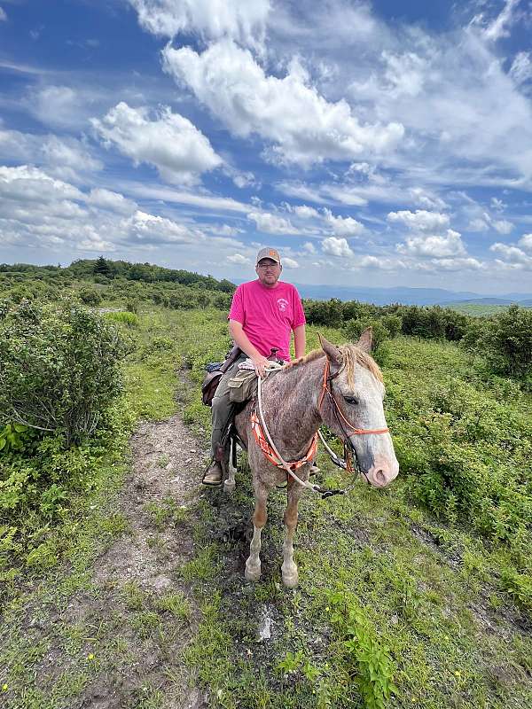 14-hand-bashkir-curly-gelding