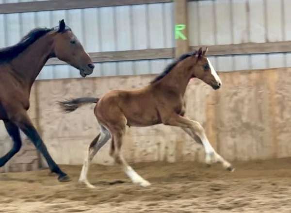 bay-warmblood-colt