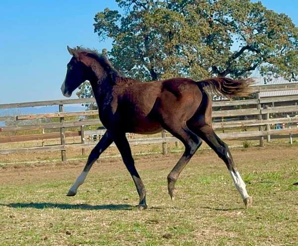 bay-warmblood-colt