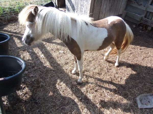 half-white-face-horse