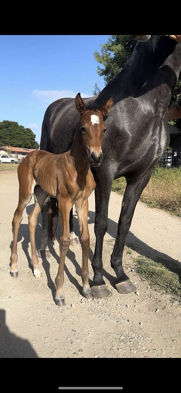 andalusian-filly