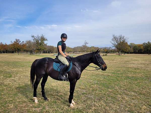 head-star-3-socks-horse