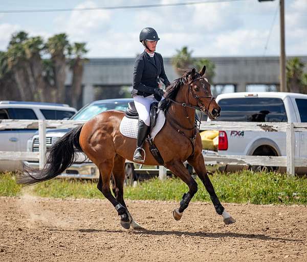 all-around-thoroughbred-horse