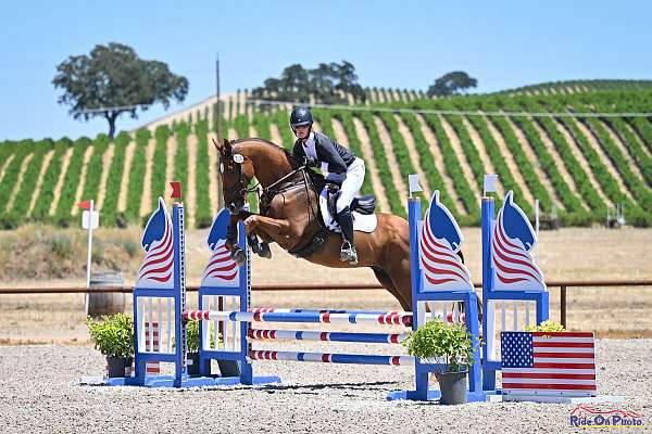 chestnut-finished-working-horse