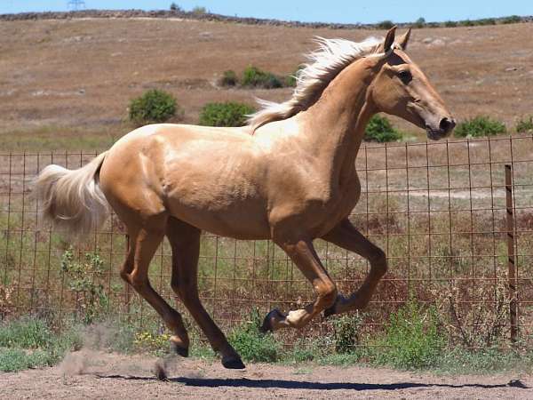 colt-andalusian-palomino-horse