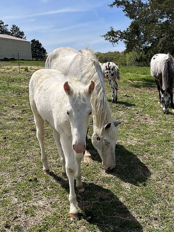 appaloosa-filly