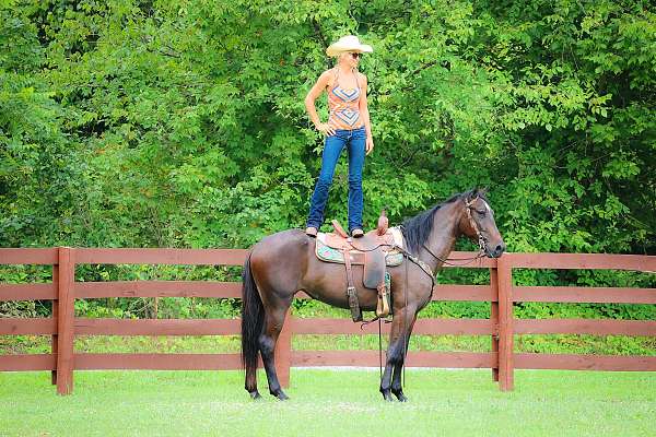 all-around-morgan-horse