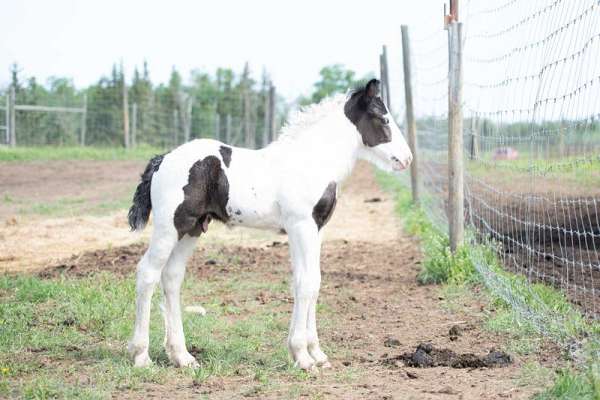 black-white-gypsy-vanner-colt-mare