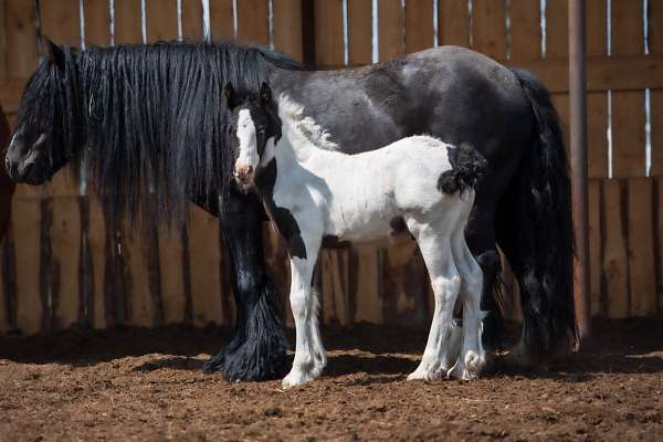 black-white-colt-mare