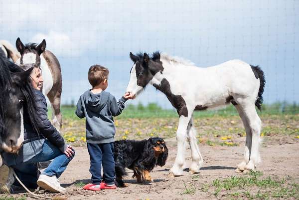 black-white-gvhs-colt-mare