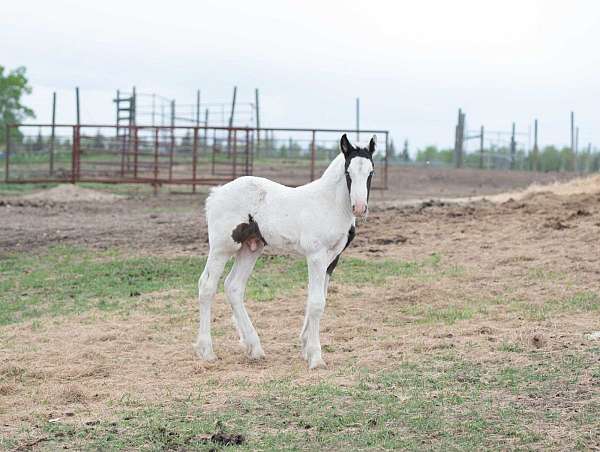 all-around-gypsy-vanner-horse