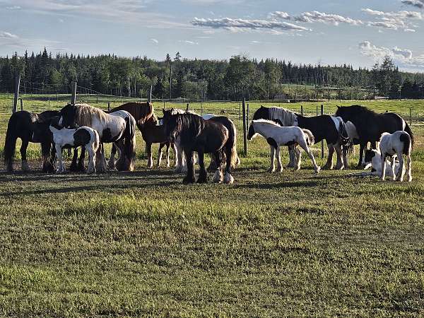 all-around-horse