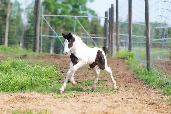 15-hand-gypsy-vanner-colt