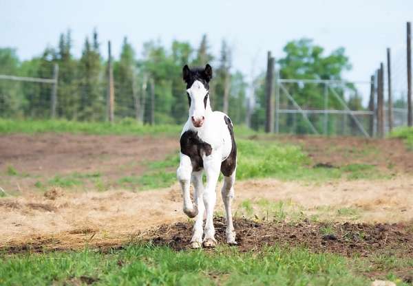 15-hand-gypsy-vanner-horse