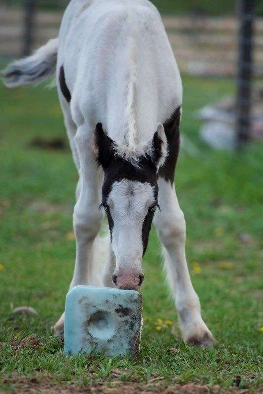 gvhs-gypsy-vanner-colt