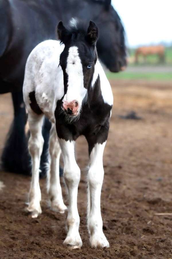 gvhs-gypsy-vanner-horse