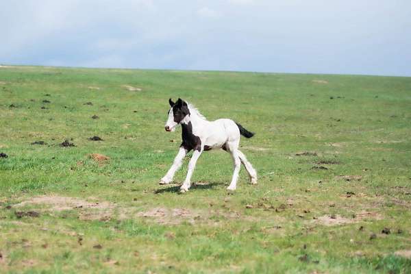 gypsy-vanner-colt