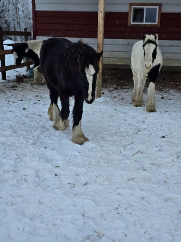 black-white-gvhs-colt-mare