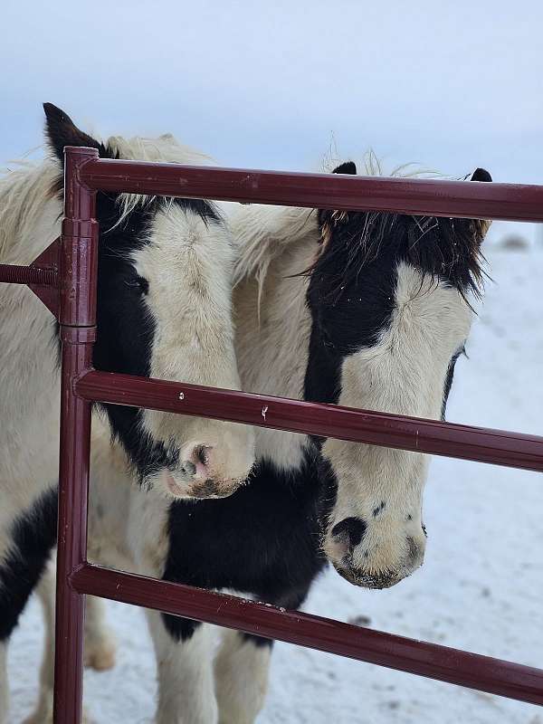 black-white-gypsy-vanner-colt-mare