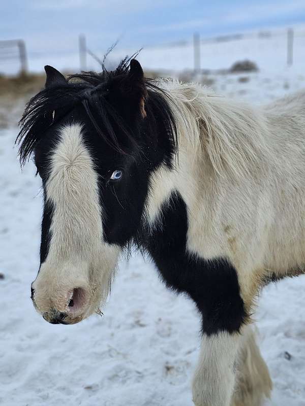 black-white-colt-mare