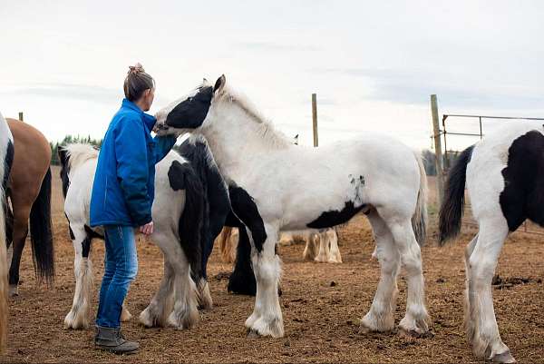 15-hand-gypsy-vanner-colt