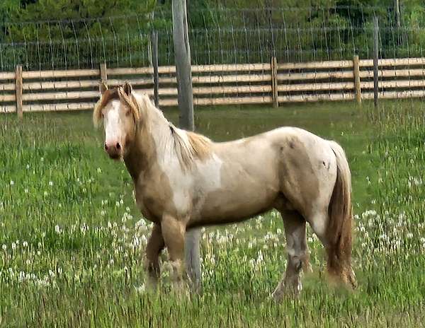 gvhs-gypsy-vanner-colt