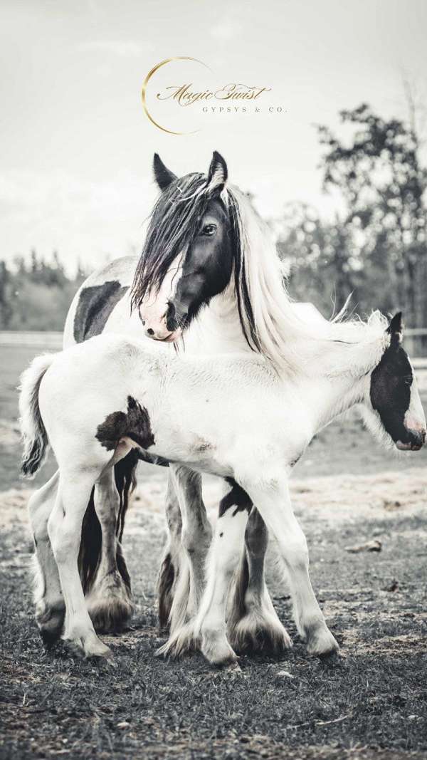 gvhs-gypsy-vanner-horse