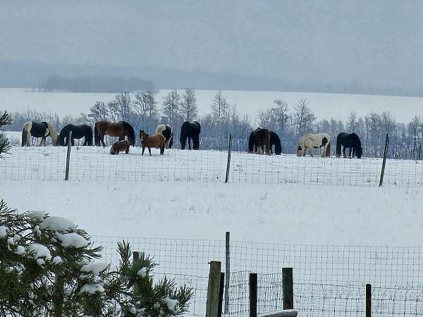 gypsy-vanner-colt