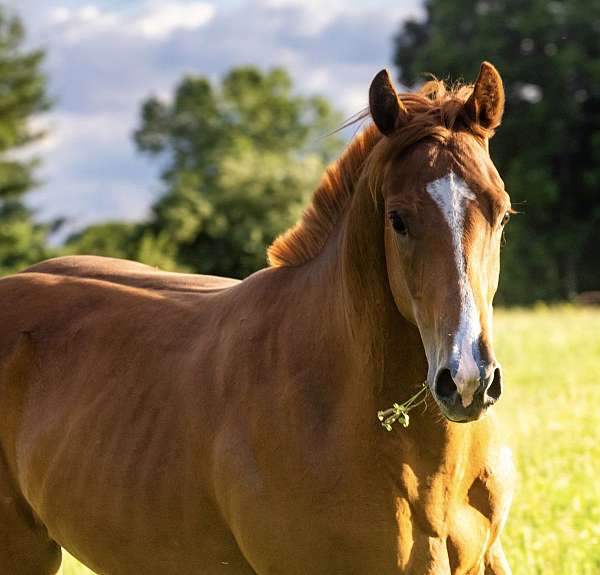 quarter-horse-gelding