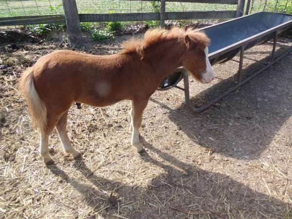 wide-blaze-white-muzzel-horse