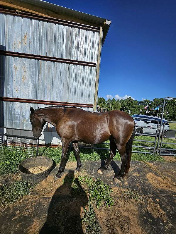 tennessee-walking-gelding