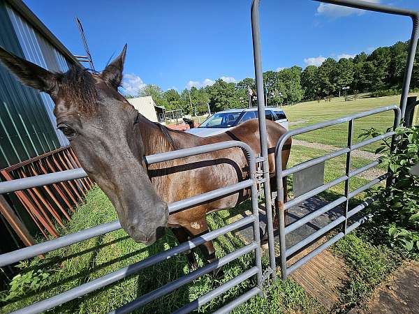 all-around-field-trial-tennessee-walking-horse