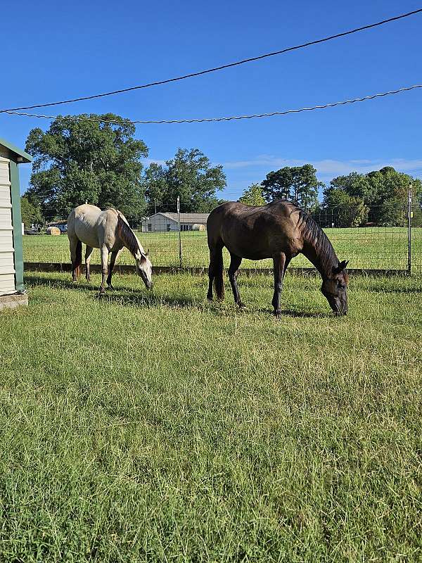 pickup-tennessee-walking-horse