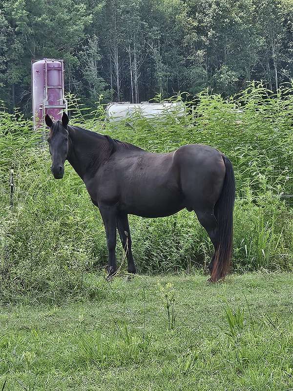 black-all-around-field-trial-horse