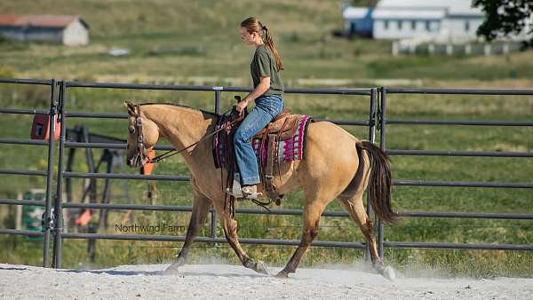 beginner-quarter-horse