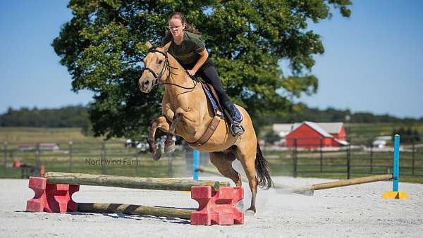 jumping-quarter-horse