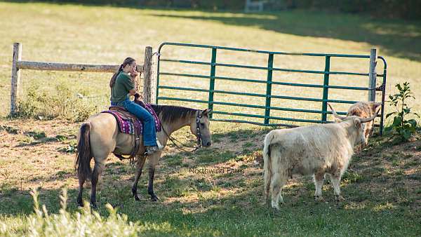 ridden-western-quarter-horse