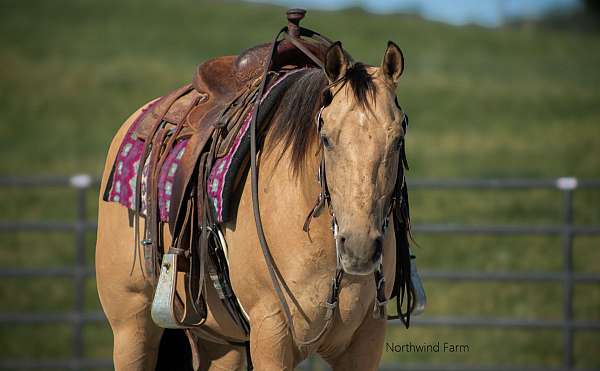 trail-quarter-horse