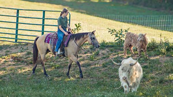 trail-riding-quarter-horse