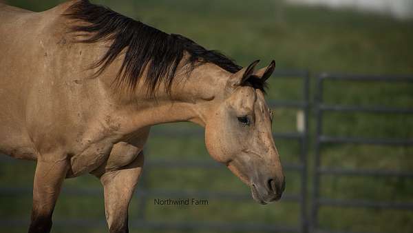 trail-class-competition-quarter-horse