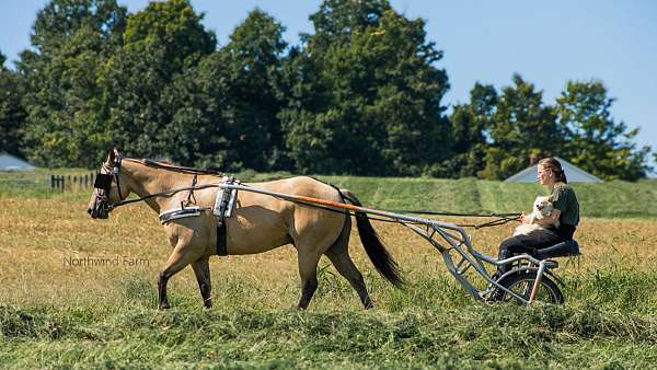 sorrel-quarter-horse-gelding