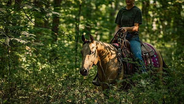 sorrel-all-around-horse