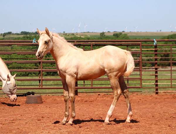 dunalino-two-hind-socks-horse