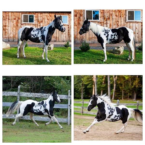 black-n-white-paw-prints-seahorse-outline-facial-marking-horse