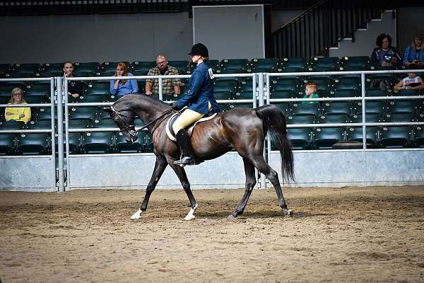 english-pleasure-arabian-horse