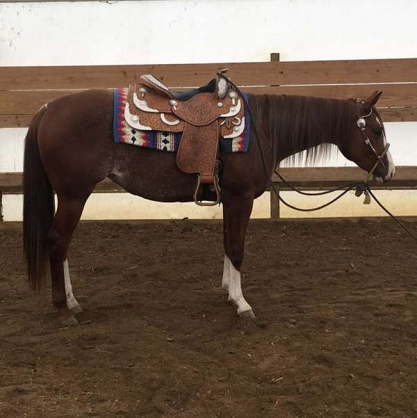 ranch-quarter-horse